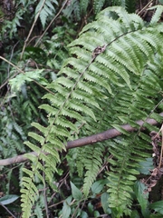 Microlepia marginata