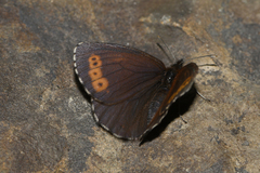 Erebia disa steckeri