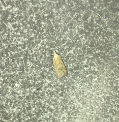 Dichomeris ventrellus