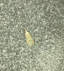 Dichomeris ventrellus