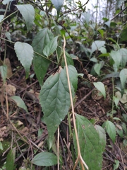 Veronicastrum stenostachyum