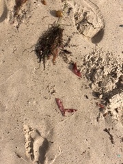 Botryocladia pseudodichotoma