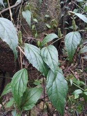 Veronicastrum stenostachyum