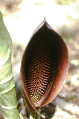 Synandrospadix vermitoxicus
