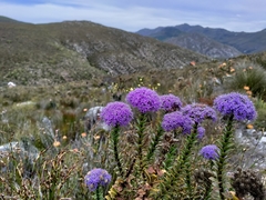 Pseudoselago pulchra