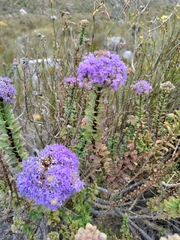 Pseudoselago pulchra