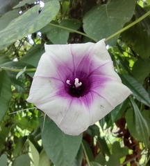 Ipomoea