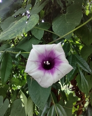 Ipomoea