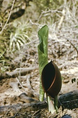 Synandrospadix vermitoxicus