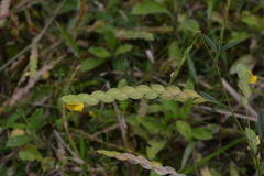 Zornia diphylla