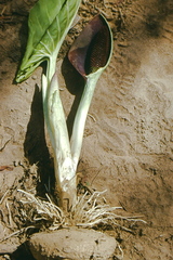 Synandrospadix vermitoxicus