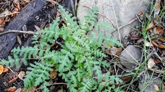 Pholistoma membranaceum