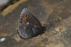 Erebia disa steckeri