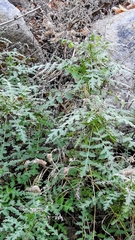 Pholistoma membranaceum