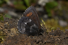 Erebia disa steckeri