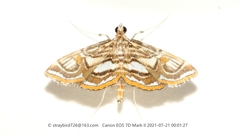 Paracymoriza prodigalis