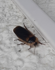 Blaberinae