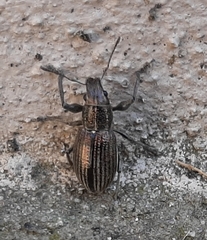 Naupactus tremolerasi