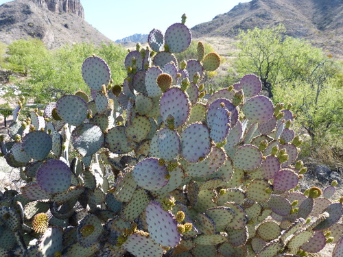 Violet Pricklypear