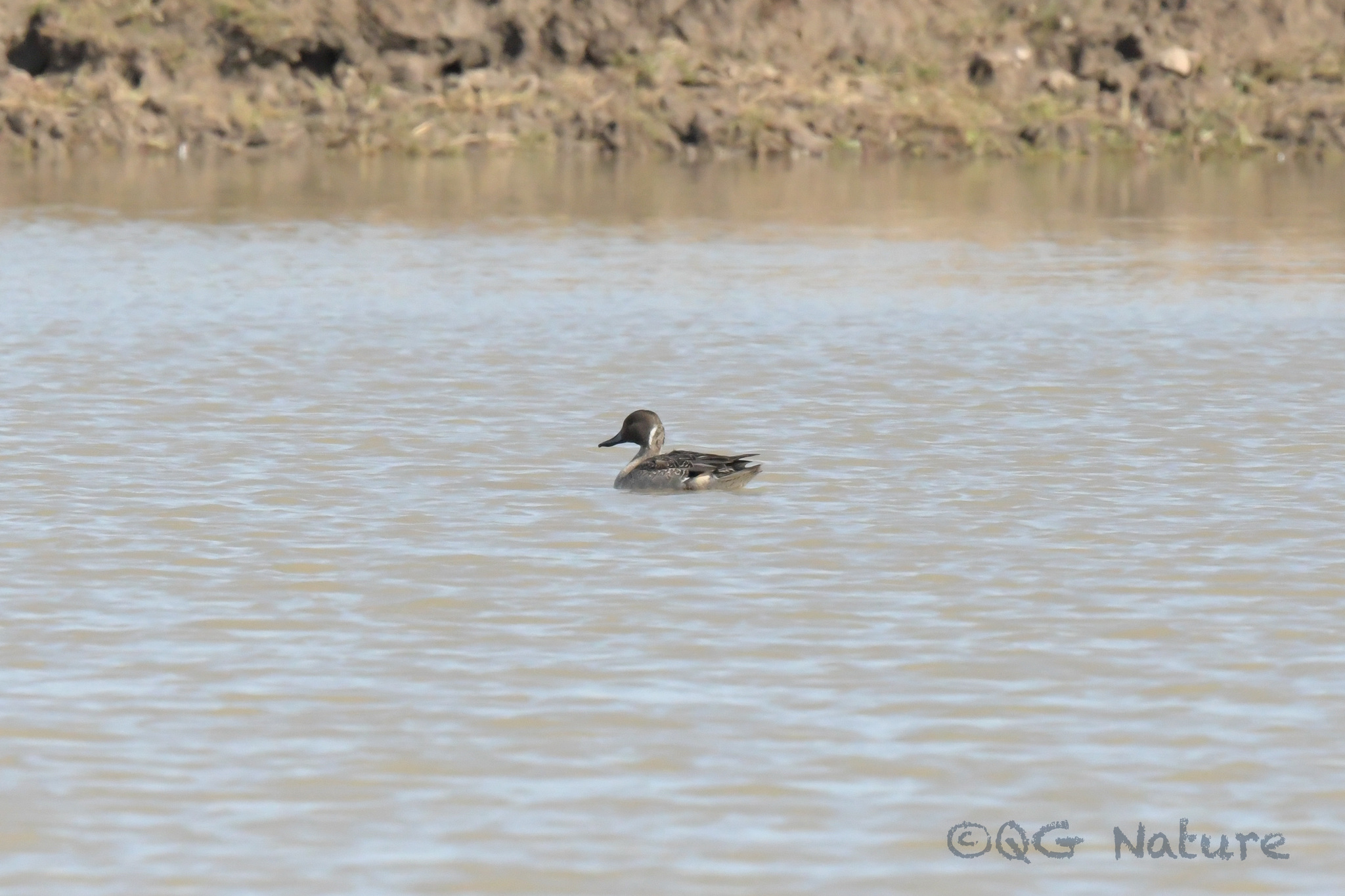 Northern Pintail
