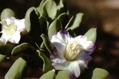 Quiabentia verticillata