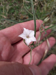 Convolvulus bonariensis