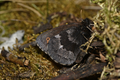 Erebia disa steckeri