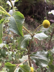 Podanthus ovatifolius