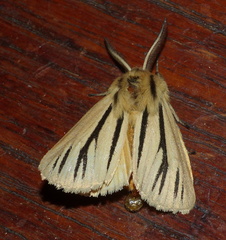 Acantharctia latifasciata
