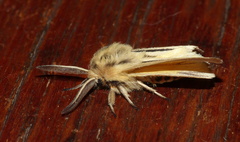 Acantharctia latifasciata