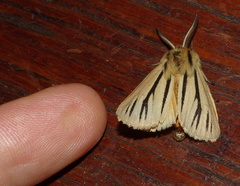 Acantharctia latifasciata