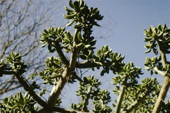 Quiabentia verticillata