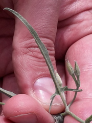 Convolvulus bonariensis