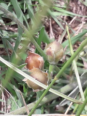 Convolvulus bonariensis