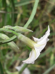 Convolvulus bonariensis