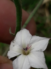 Convolvulus bonariensis