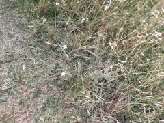 Convolvulus bonariensis