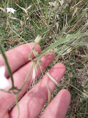 Convolvulus bonariensis