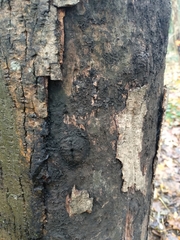 Cryptostroma corticale