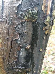 Cryptostroma corticale