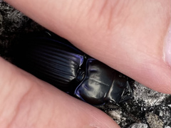 Pasimachus marginatus