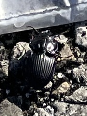 Pasimachus marginatus