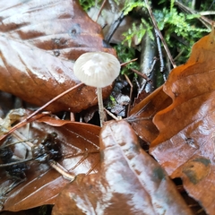 Mycena vitilis