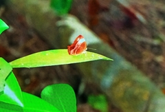 Abisara saturata kausambioides