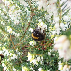Bombus terrestris
