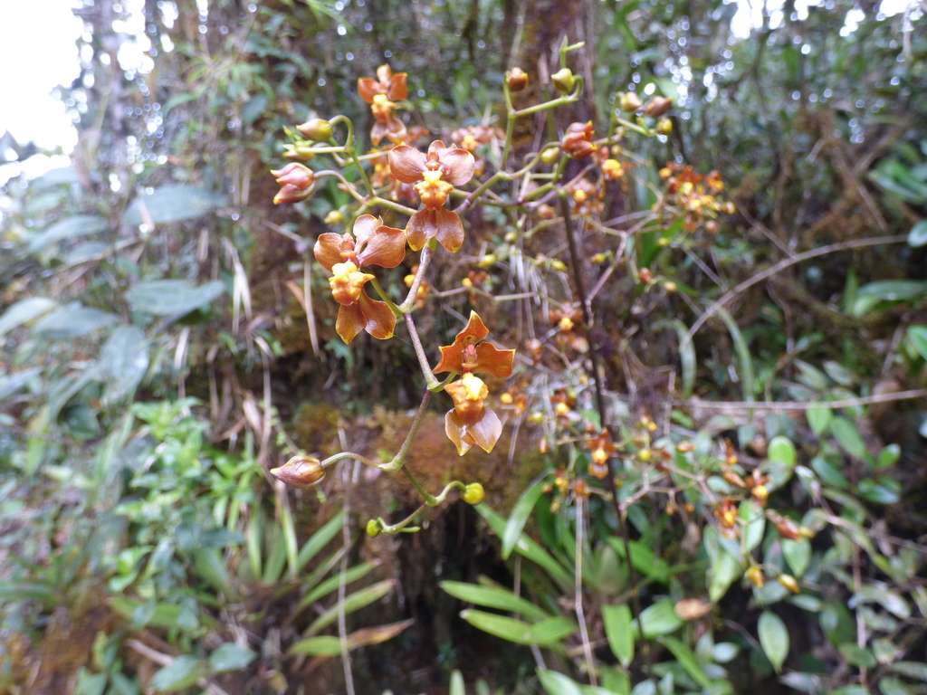 Cyrtochilum flexuosum