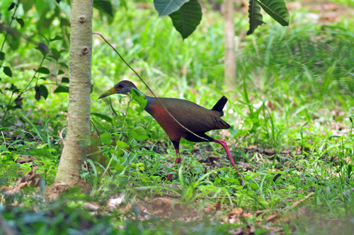 Grey-cowled Wood Rail (Aramides cajaneus), photo 9