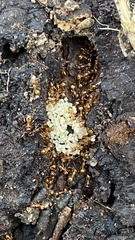 Temnothorax crassispinus