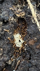 Temnothorax crassispinus