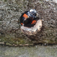 Harmonia axyridis